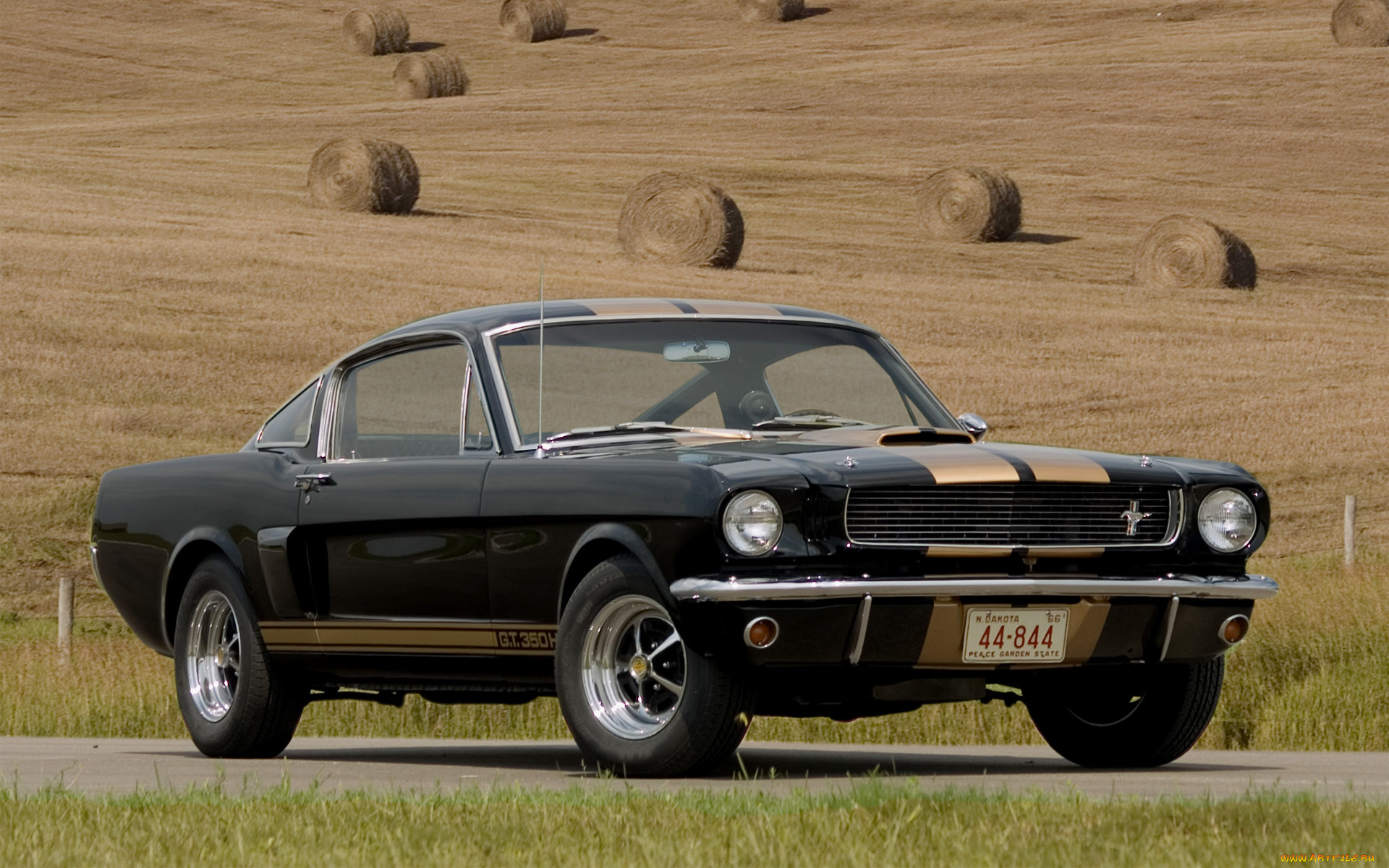 , mustang
